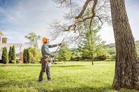 Best Tree Cabling and Bracing  in Ranchester, WY