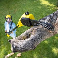 Best Tree Removal  in Ranchester, WY