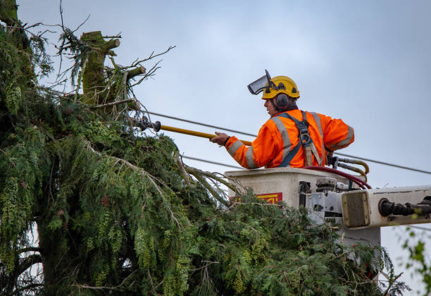 Best Tree Preservation Services  in Ranchester, WY