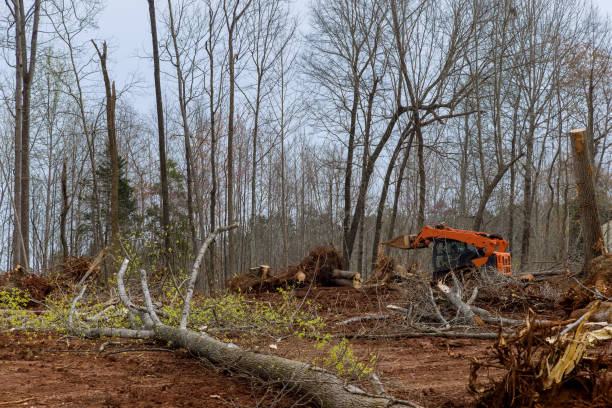 Best Tree Mulching  in Ranchester, WY