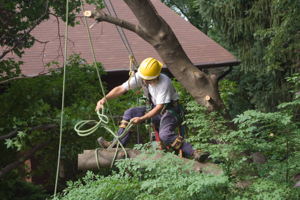 How Our Tree Care Process Works  in  Ranchester, WY