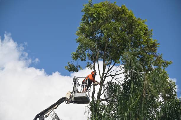 Ranchester, WY Tree Removal Services Company