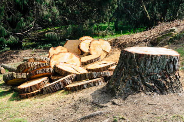 Best Root Management and Removal  in Ranchester, WY